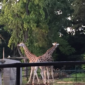 Zoo_Giraffe
