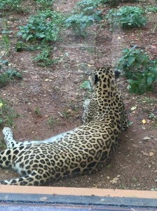 Zoo_Leopard